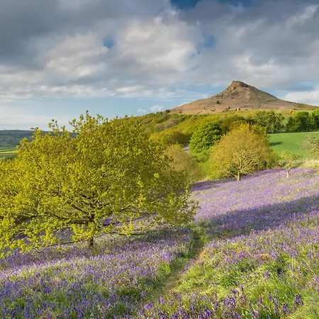 Broomfield Nr - Dogs For Free *